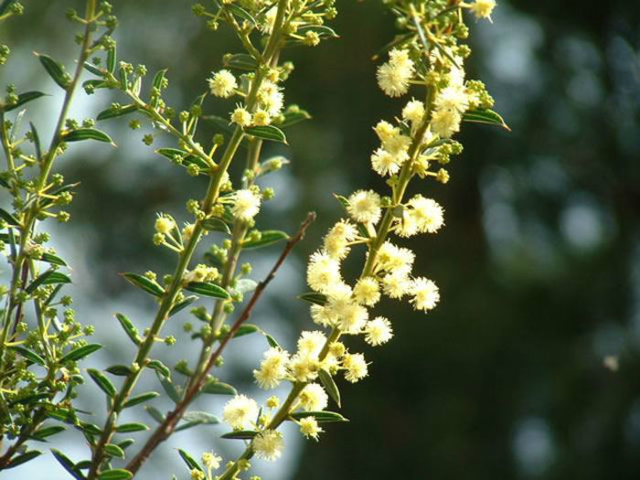 Acacia genistifolia - 1-de vanzare 2019-2020- SEMINTE TROPICALE RARE