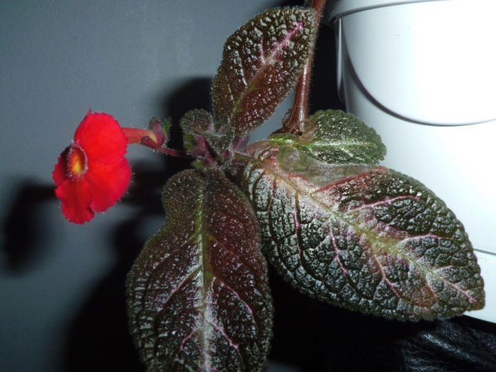 29 martie 2013 - 2013 Gesneriaceae