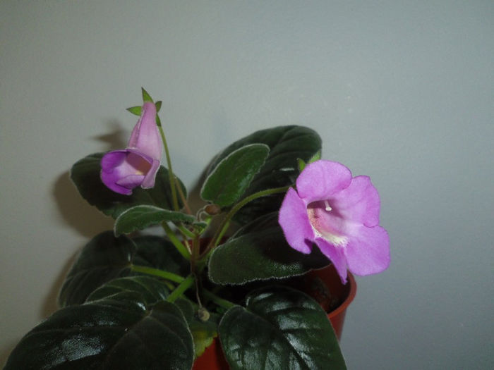 29 martie 2013 - 2013 Gesneriaceae