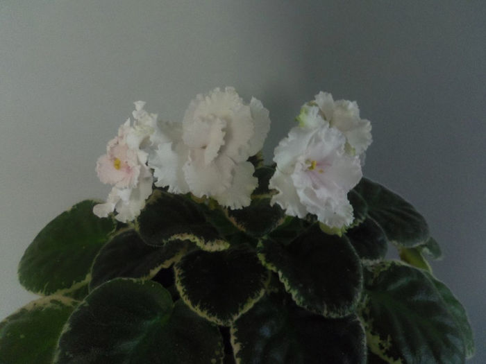 29 martie 2013 - 2013 Gesneriaceae