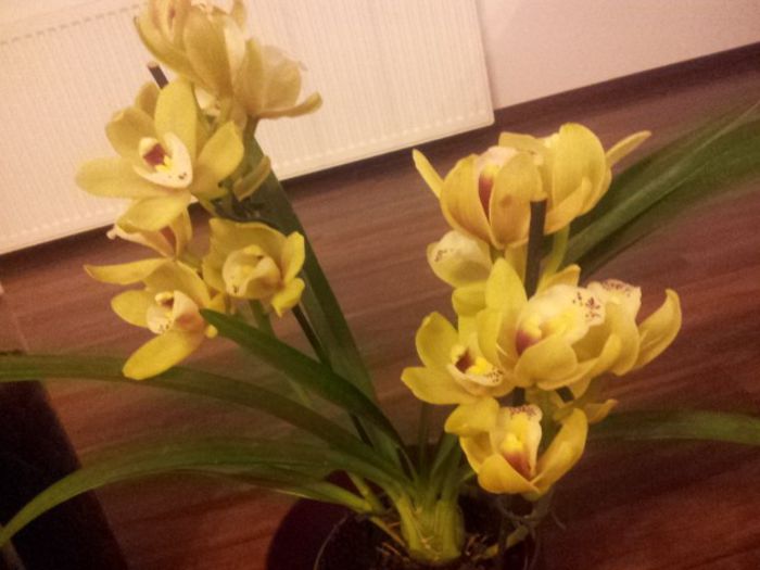Orhidee - Flori