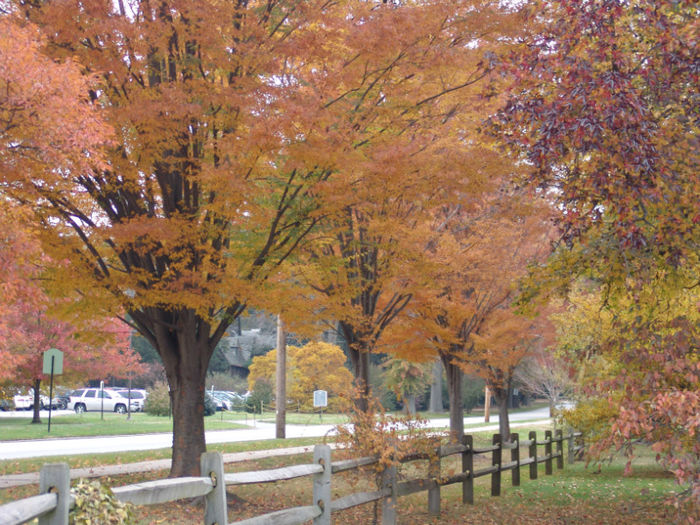 Zelkova serrata