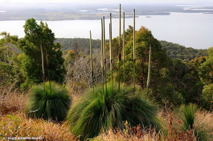 Xanthorrhoea fulva - 1-de vanzare 2019-2020- SEMINTE TROPICALE RARE