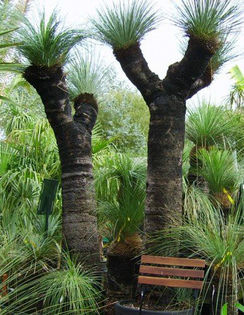 Xanthorrhoea glauca - 1-de vanzare 2019-2020- SEMINTE TROPICALE RARE