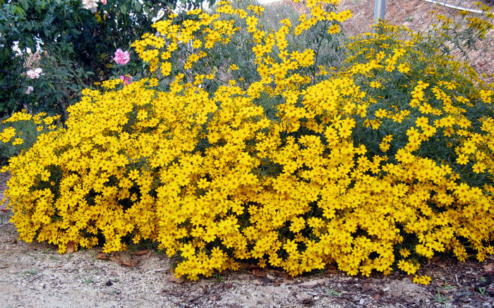 Tagetes-lemmonii-