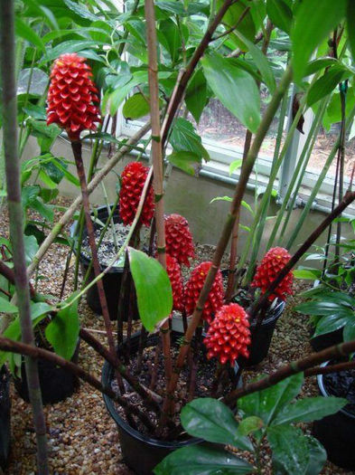 Tapeinochilos ananassae