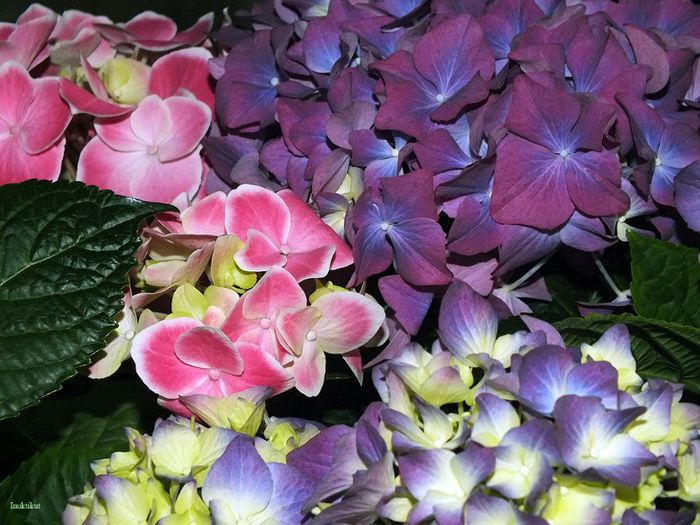 1 - Hydrangea macrophylla - Hortensii 2013