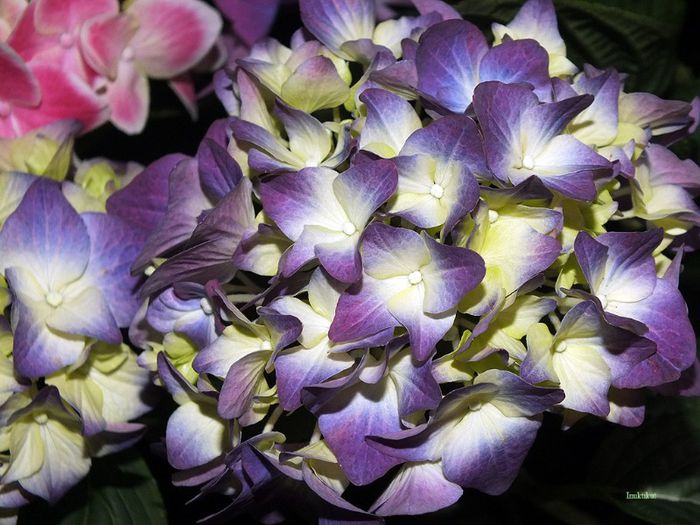 2 - Hydrangea macrophylla - Hortensii 2013