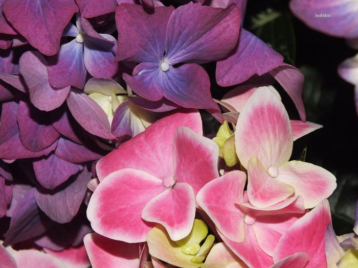 3 - Hydrangea macrophylla - Hortensii 2013