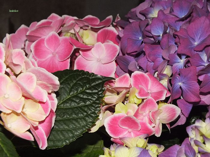 6 - Hydrangea macrophylla - Hortensii 2013