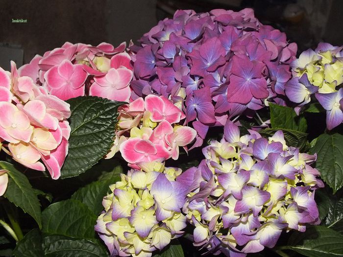 7 - Hydrangea macrophylla - Hortensii 2013