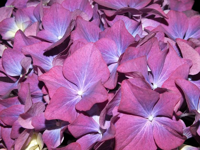 8 - Hydrangea macrophylla - Hortensii 2013