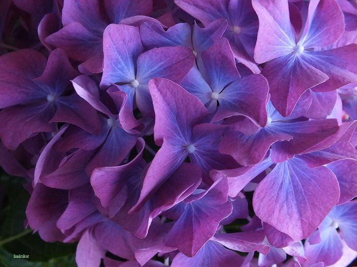 10 - Hydrangea macrophylla - Hortensii 2013