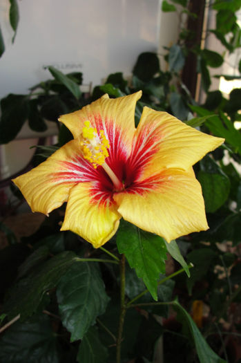 hibiscus Cuban Variety - Hibiscus-1