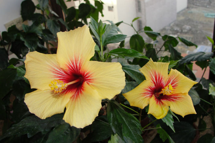  - Hibiscus-1