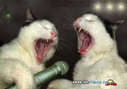 images (22) - poze funny