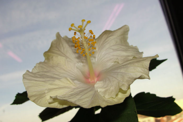hibiscus Marie - Hibiscus-1