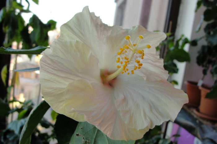 - Hibiscus-1