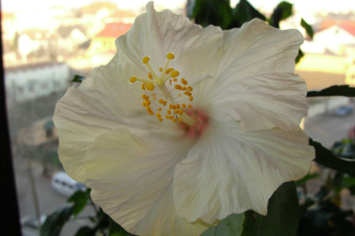  - Hibiscus-1