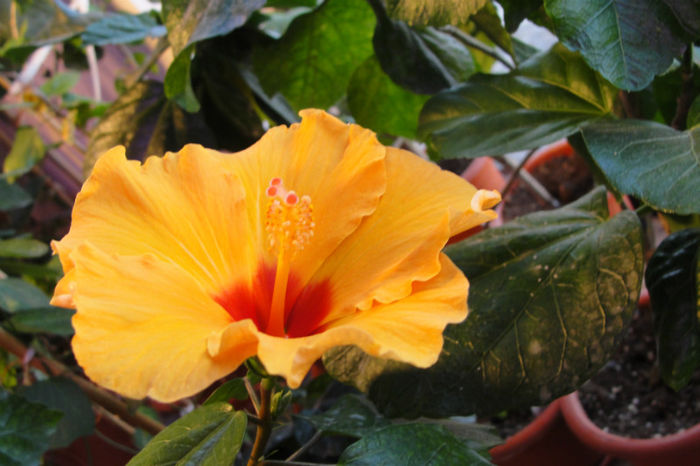  - Hibiscus-1