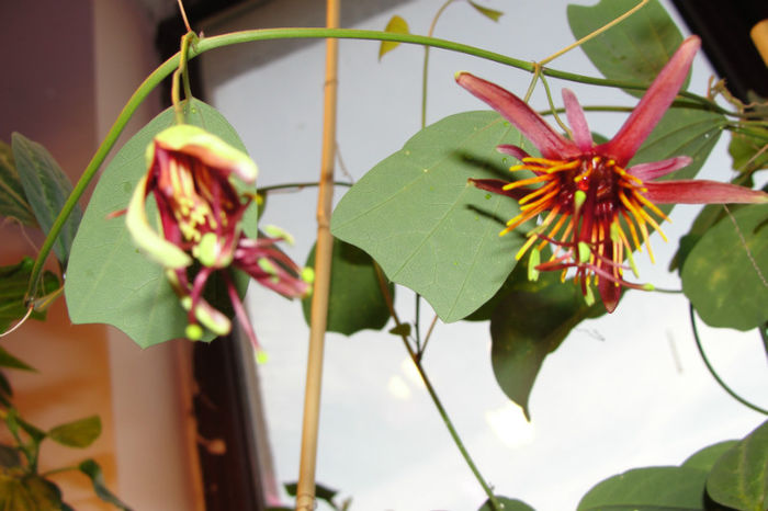 passiflora Sunfire