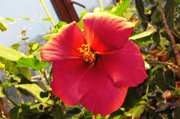 DSC09168 - Hibiscus-1
