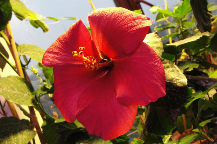  - Hibiscus-1