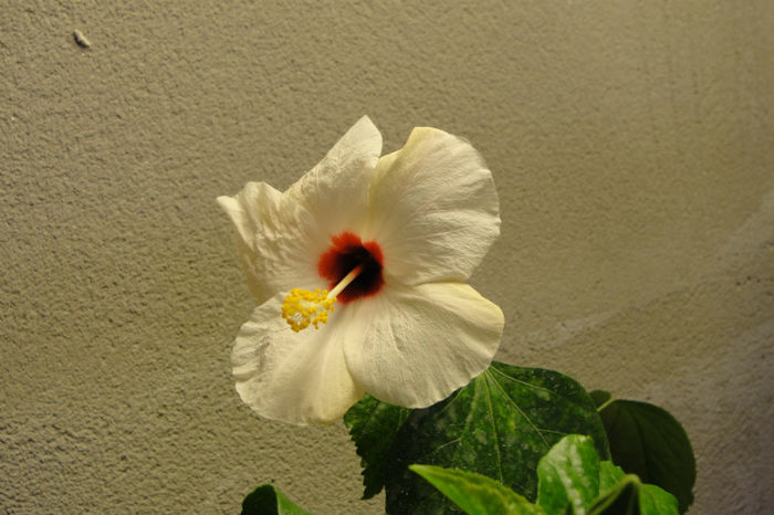 hibiscus Ibiza - Hibiscus-1