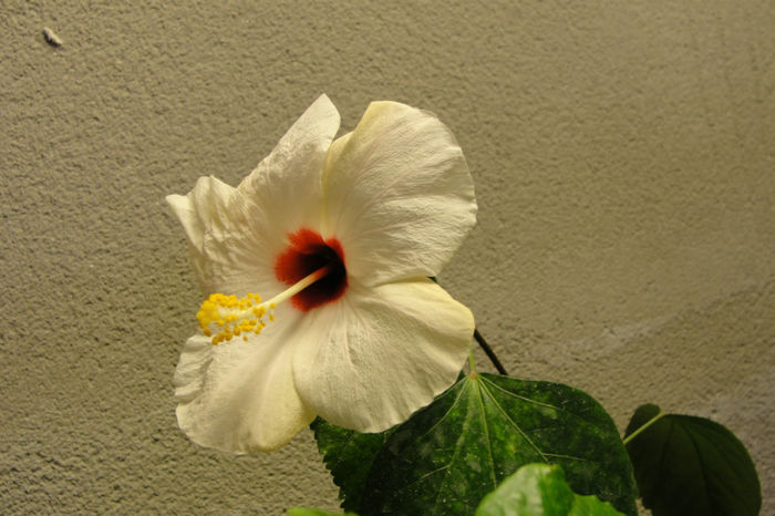  - Hibiscus-1