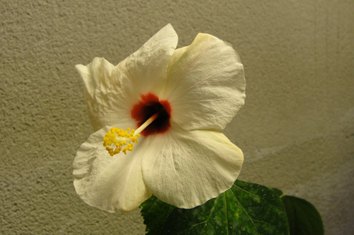  - Hibiscus-1