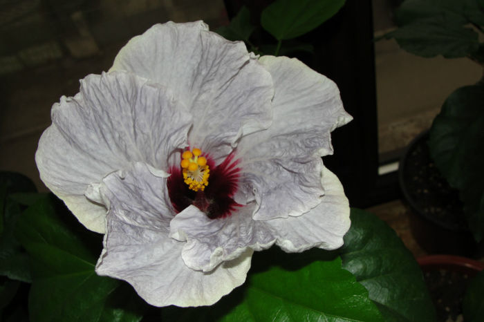 hibiscus Victorian Angel