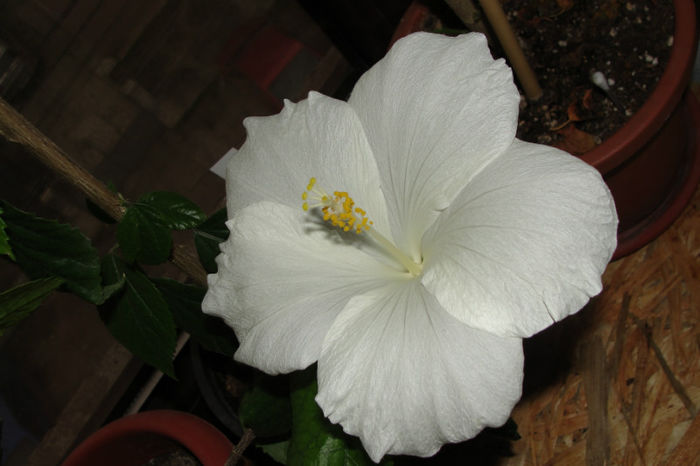  - Hibiscus-1