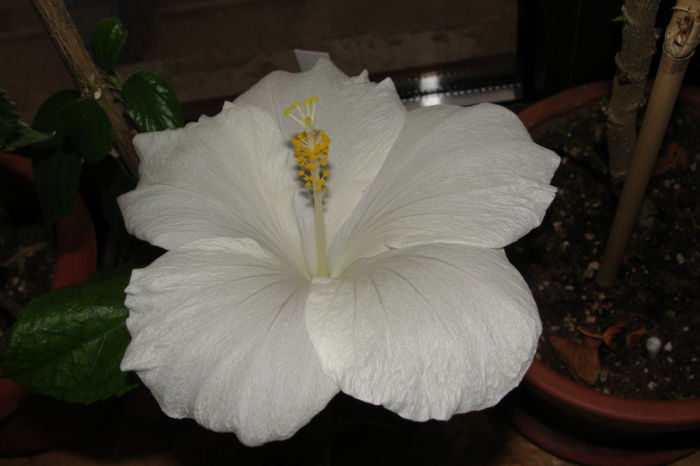  - Hibiscus-1