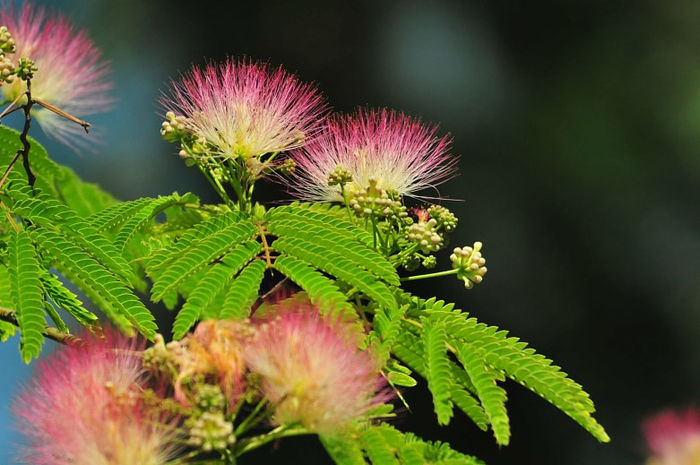 Floare-Poze-Albizia-julibrissin-Flori-frumoase-Poze-hh_Ni330048 - VAND_ALBIZIA_JULIBRISSIN