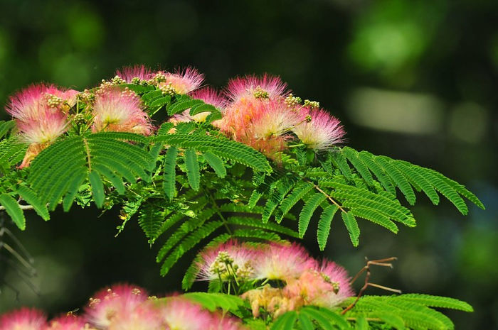 Floare-Poze-Albizia-julibrissin-Flori-frumoase-Poze-hh_Ni330072[1] - VAND_ALBIZIA_JULIBRISSIN