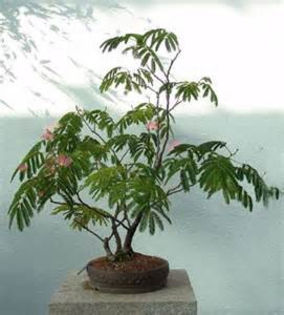 Bonsai ALBIZIA - VAND_ALBIZIA_JULIBRISSIN