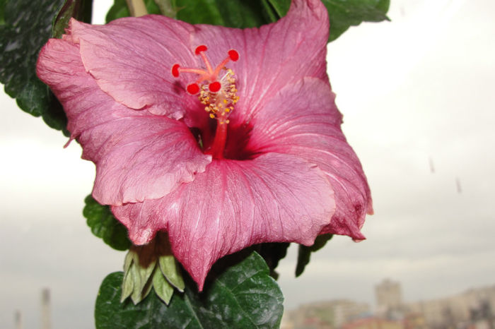 hibiscus Sea Grape