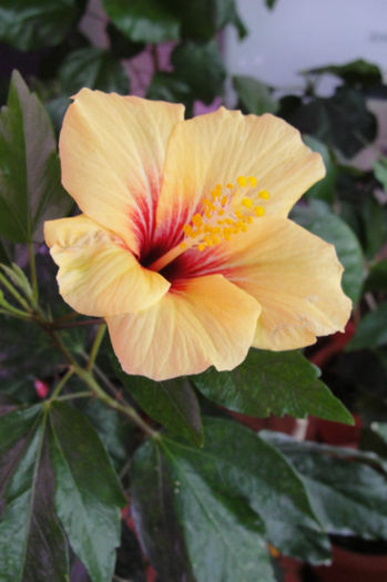 hibiscus Fijian Yellow - Hibiscus-1