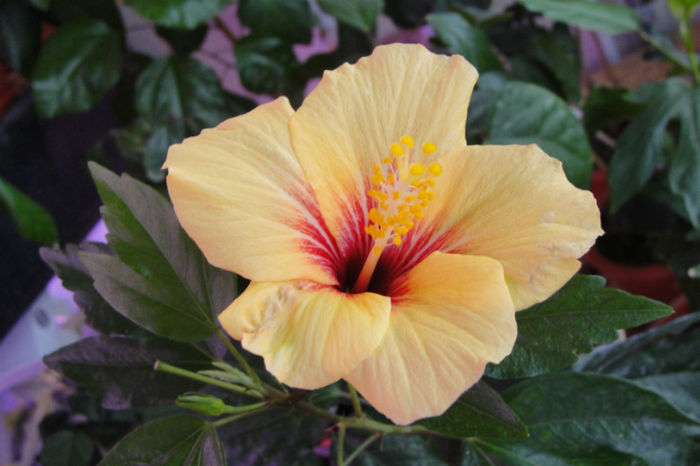  - Hibiscus-1