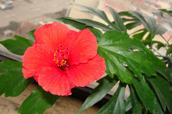 DSC09249 - Hibiscus-1