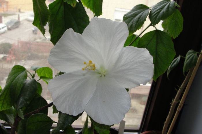  - Hibiscus-1
