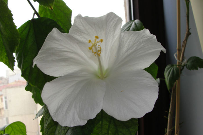  - Hibiscus-1