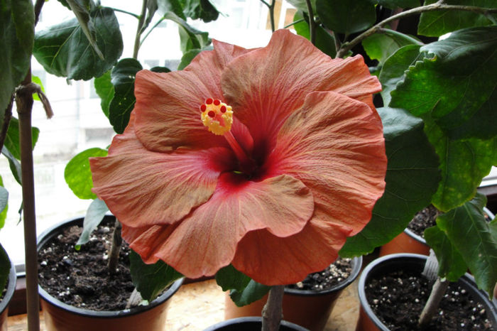hibiscus Tahitian Burning Sands