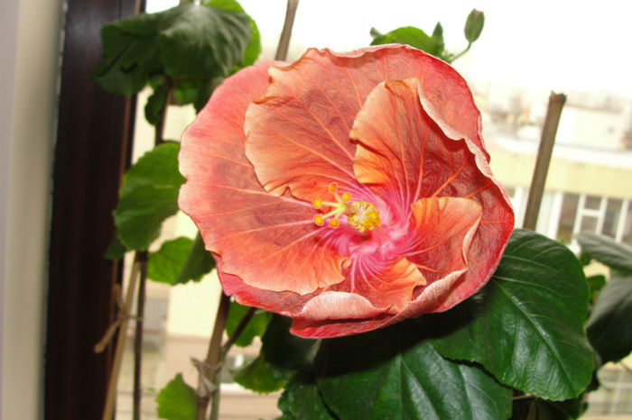hibiscus Grand Slam