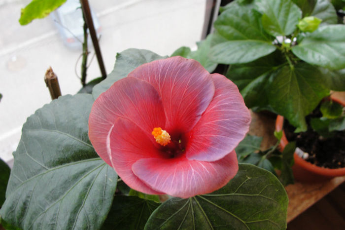 hibiscus Nightfire