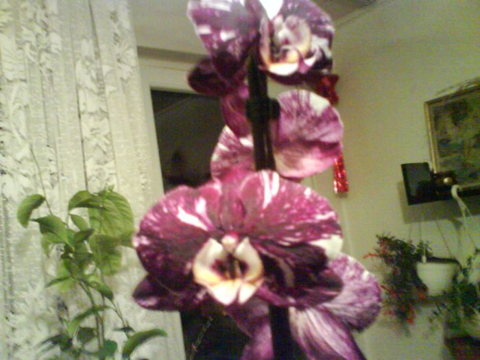 phalenopsis