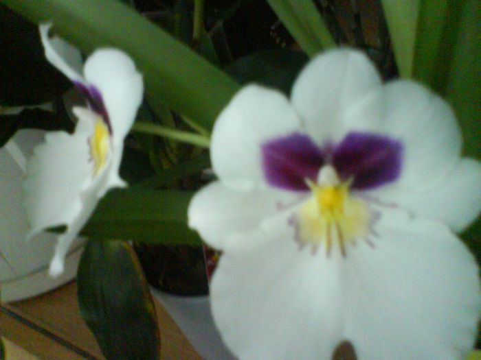 miltonia