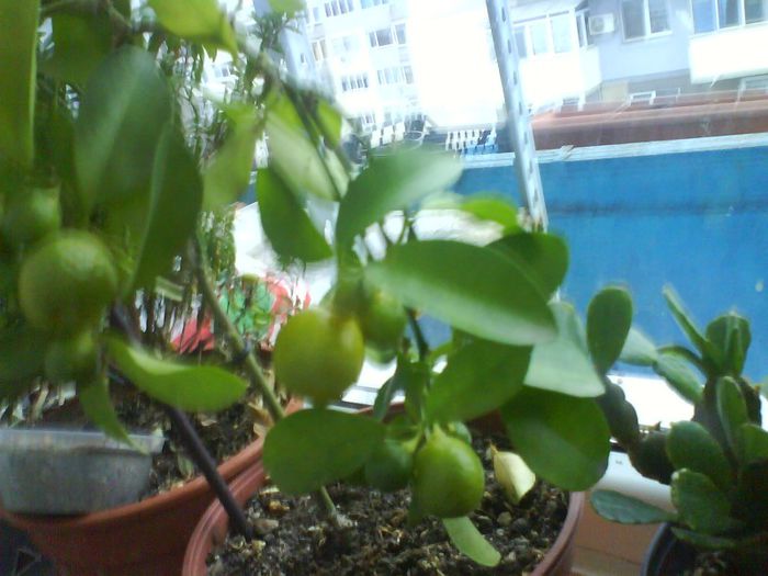 calamondin; kalamondin
