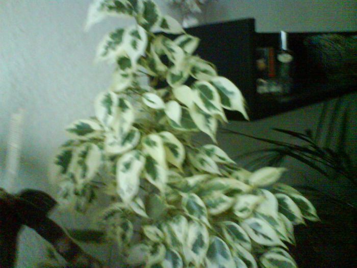 ficus; ficus
