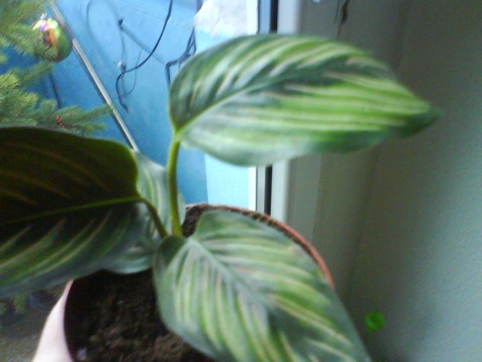 calathea; calathea
